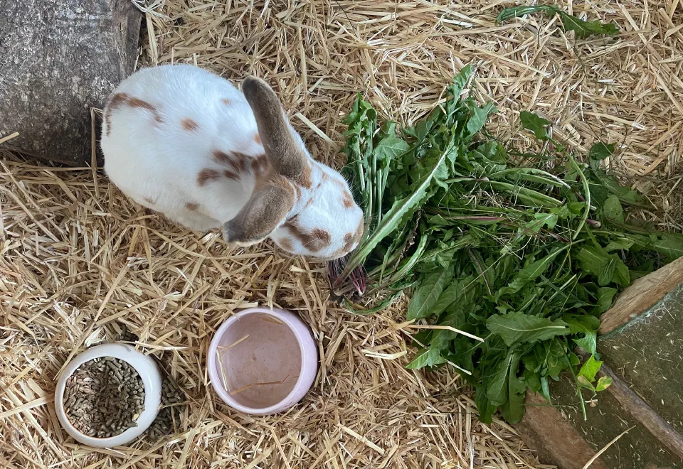 Tiere auf dem Bauernhof Veitengruber