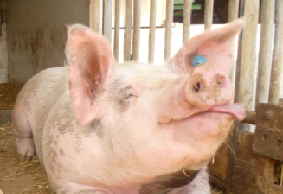 Schwein auf dem Bauernhof